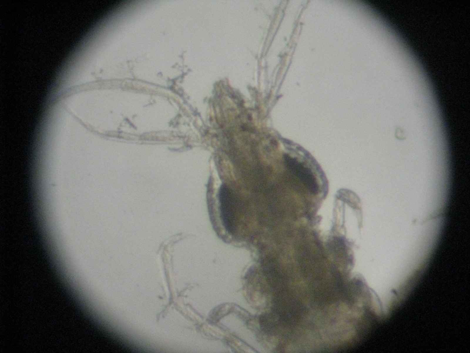 Gnathia sp.